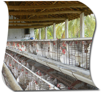 Poultry Housing Management: Poultry Pen/House Construction Guide